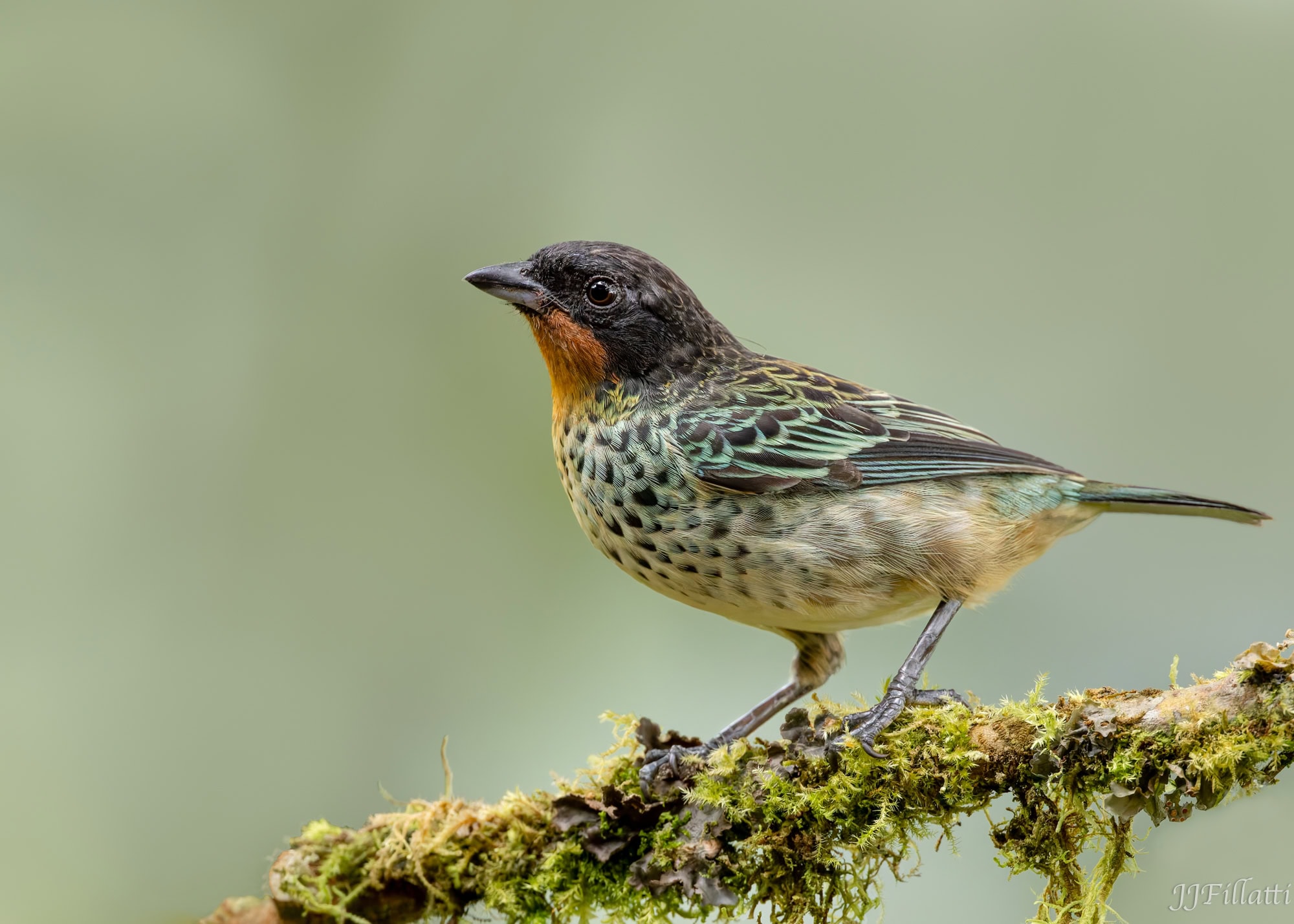 bird of colombia image 58